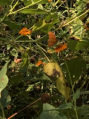 Dryas iulia moderata