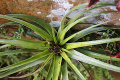 Tillandsia