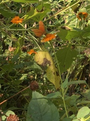 Dryas iulia moderata