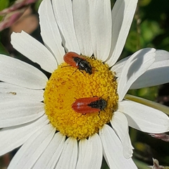 Arthrobrachus nigromaculatus