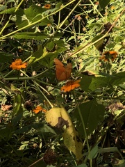 Dryas iulia moderata