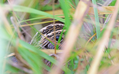 Lymnocryptes minimus