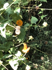 Dryas iulia moderata