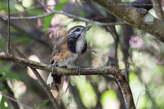 Pterorhinus pectoralis