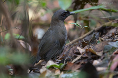 Pterorhinus chinensis