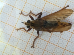 Asilus crabroniformis