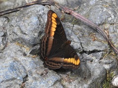 Adelpha tracta