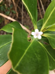 Myoporum crassifolium