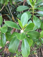 Myoporum crassifolium
