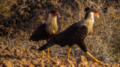 Caracara
