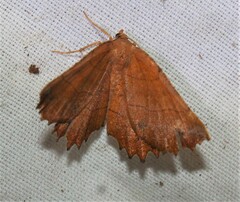 Euchlaena johnsonaria