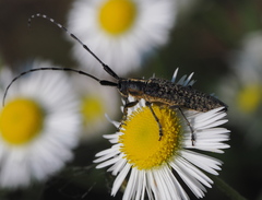Agapanthia villosoviridescens