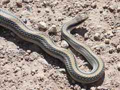Salvadora deserticola