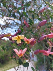 Dolichandra cynanchoides