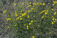 Osteospermum microcarpum