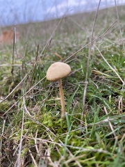 Cystoderma amianthinum