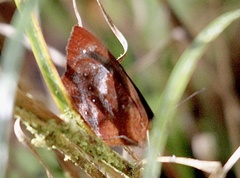 Lymanopoda obsoleta