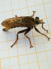 Asilus crabroniformis