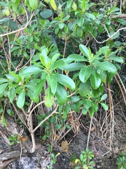 Myoporum crassifolium