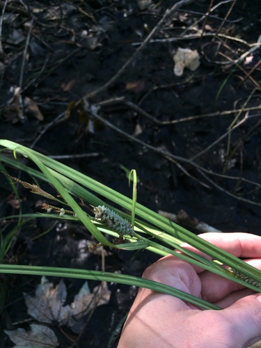 Image of Carex verrucosa by no rights reserved