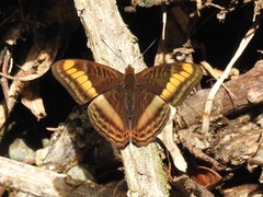 Adelpha tracta