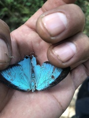 Pseudolycaena damo