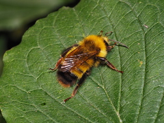 Bombus haematurus