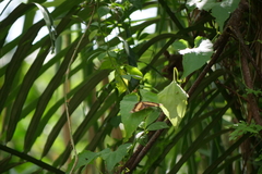 Yoma sabina podium