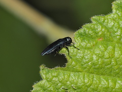 Agrilus