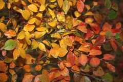 Cotoneaster divaricatus