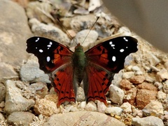 Hypanartia