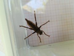 Asilus crabroniformis