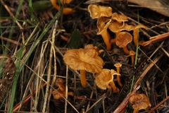 Craterellus lutescens