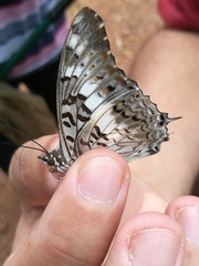 Charaxes achaemenes