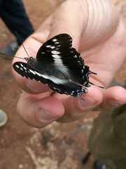 Charaxes achaemenes