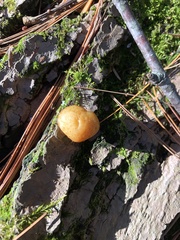 Cryptoporus volvatus