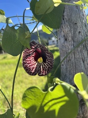 Aristolochia littoralis