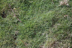 Zoysieae