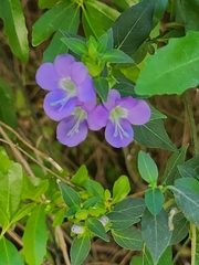 Barleria