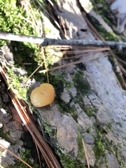 Cryptoporus volvatus