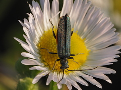 Oedemera virescens