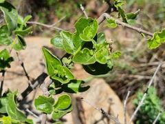 Afrocanthium mundianum