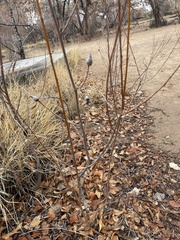 Rabdophaga strobiloides