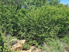 Afrocanthium mundianum