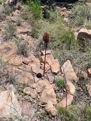 Kalanchoe thyrsiflora