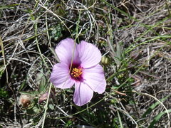 Hibiscus microcarpus