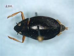 Dineutus discolor