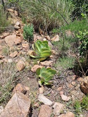 Kalanchoe thyrsiflora