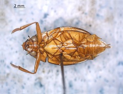 Dineutus discolor