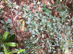 Psychotria nummularioides